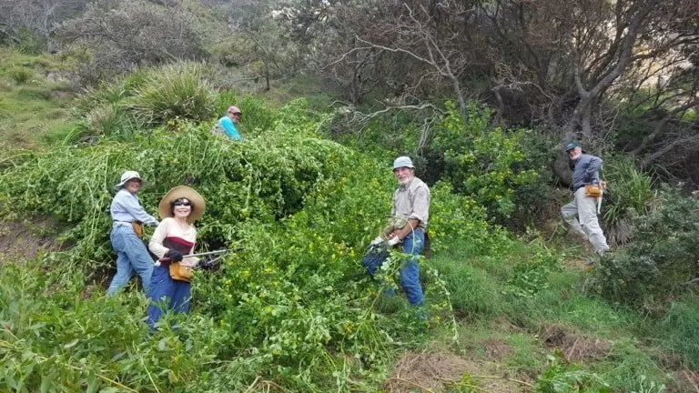 Volunteers pulling and cutting weeds from dense green coastal rainforest regeneration site at a bush regeneration camp