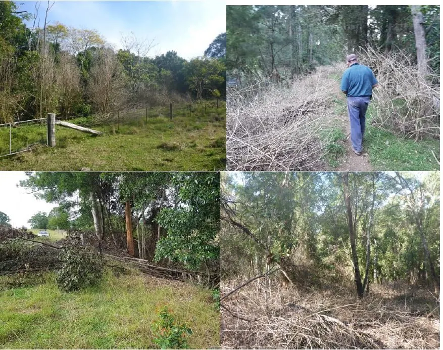 Collage of four photos showing weeds cleared and brush piled along a fenced riparian bank and a man walking a cleared track