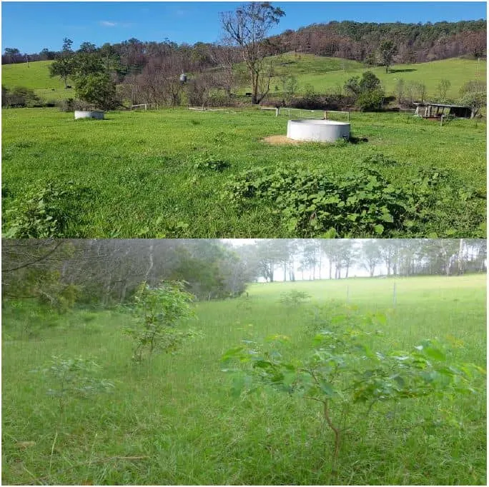 Before and after photos of a fenced paddock with a water trough and young trees growing through the grass