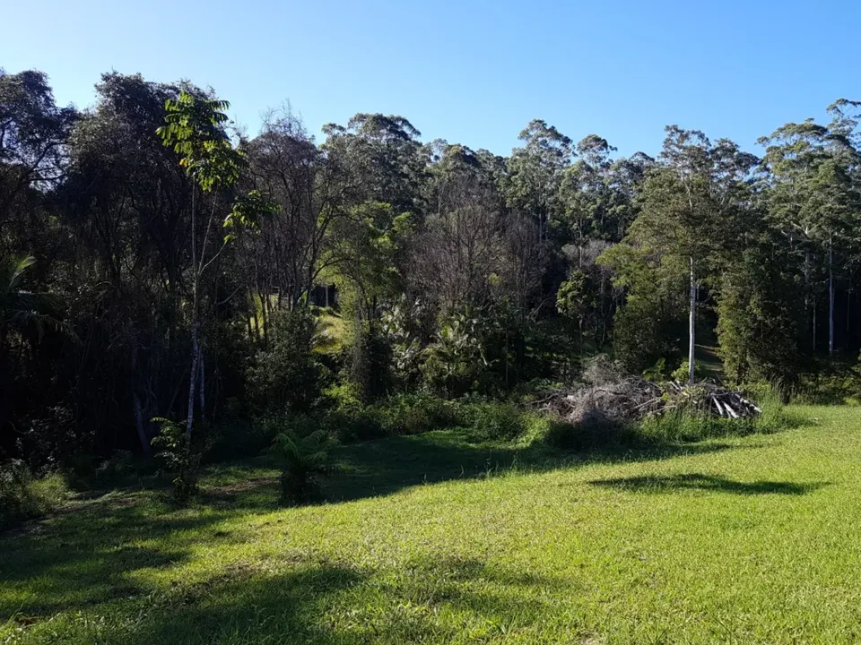 Edge of regenerating bushland with tall eucalypts above a mown grassy paddock