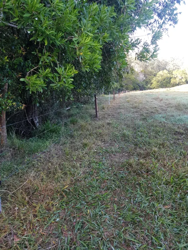 Fence line beside a strip of dense native trees, with grass growing along the fence