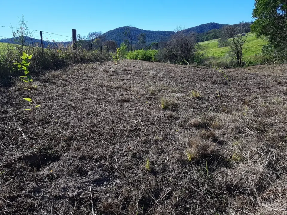 Bare cleared slope with a few young native seedlings and fence posts, with hills behind