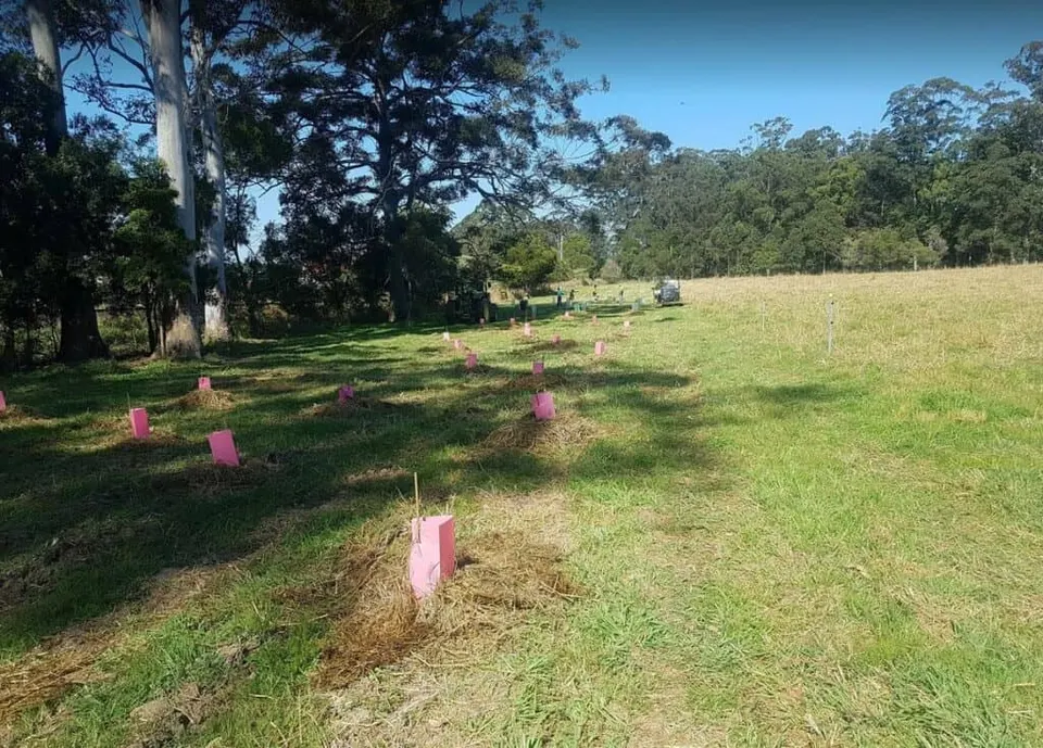 Newly planted paddock with pink tree guards in rows, trees and shade across the grass