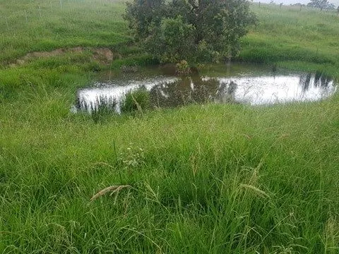 Farm dam surrounded by lush green grass and a shrub, part of a patchy habitat corridor