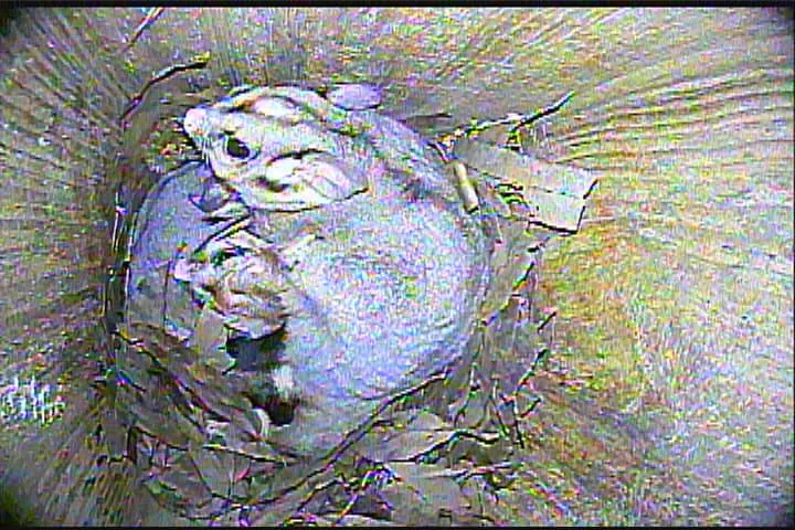 Infrared nest box camera image of a sugar glider with babies curled inside a tree hollow
