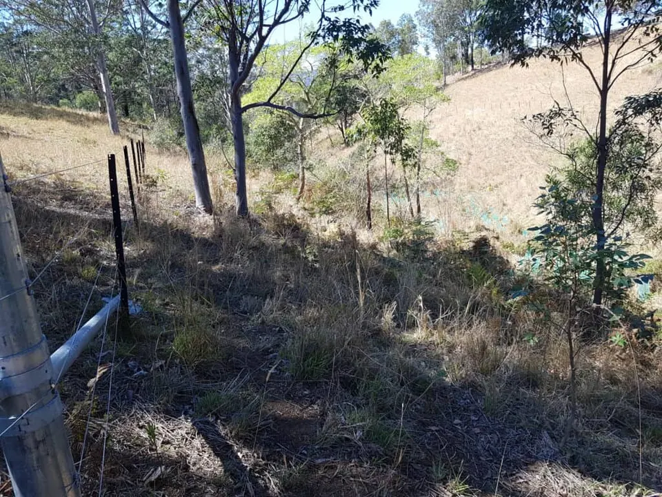 Fence line and young trees on a dry grassy hillside with eucalypts above a gully