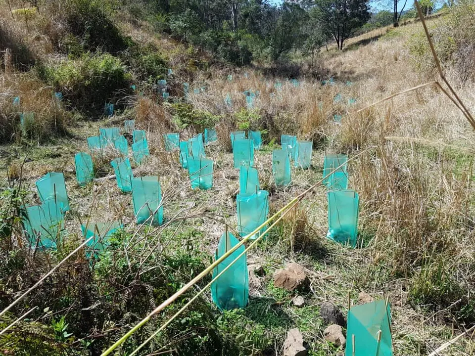 Young native seedlings in teal tree guards on a dry grassy creek bank