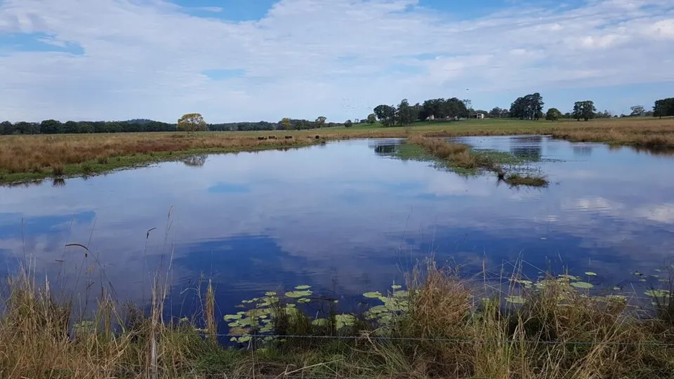 Still freshwater wetland with water lilies and reeds under a blue sky with scattered clouds