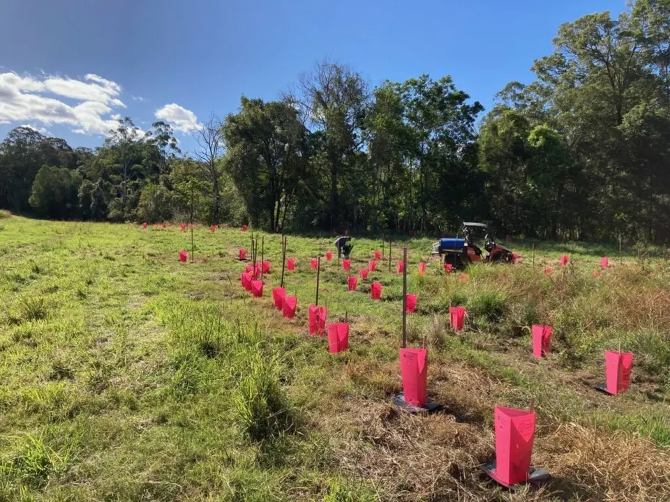 Rows of pink tree guards on young plantings in a paddock, with a tractor working near the tree line