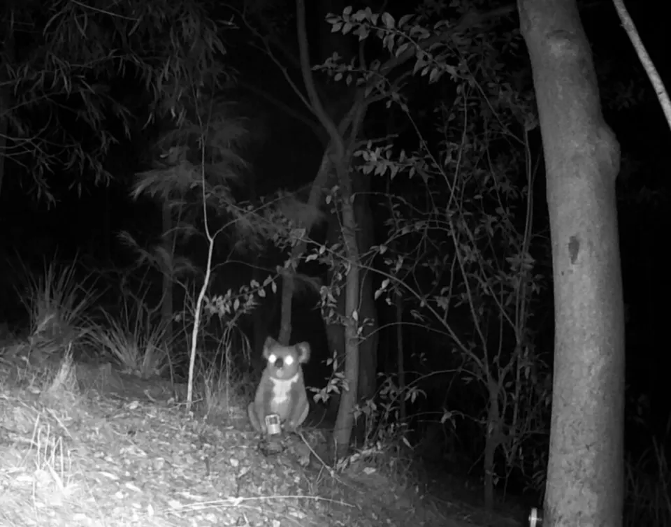 Koala sitting on the forest floor beside a tree at night, captured by an infrared wildlife camera