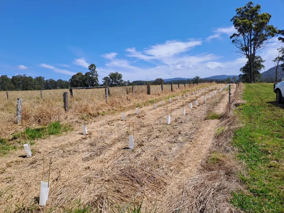 Rows of newly planted seedlings with white tree guards in a mulched paddock beside a fence line