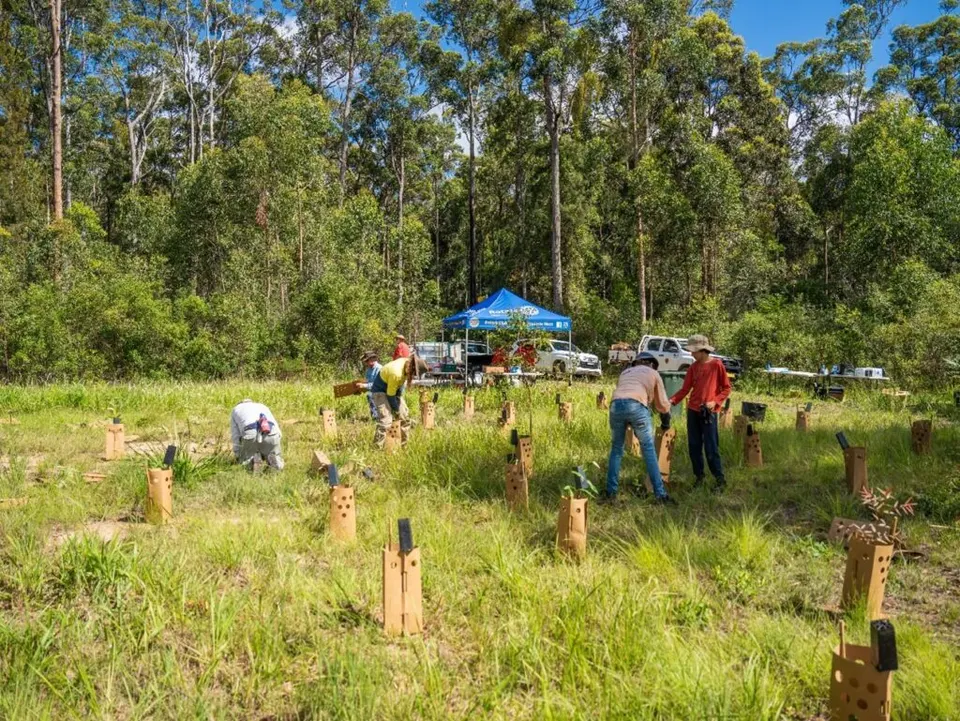 Volunteers planting seedlings among tree guards in a grassy clearing beside native forest, with a marquee and utes behind