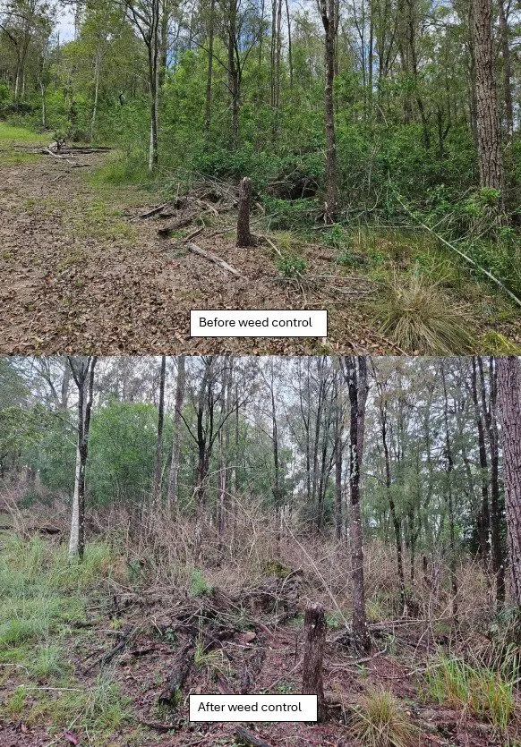 Before and after views of a bushland understorey, with weeds cleared leaving open ground beneath native trees