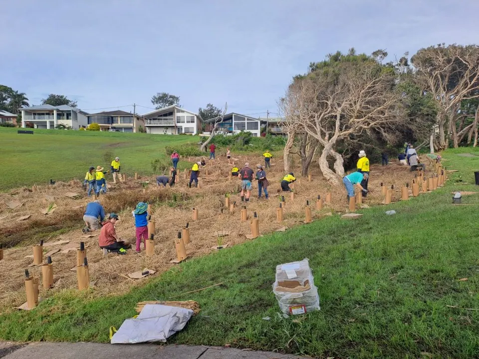 Volunteers planting rows of tree guards on a restored slope above a coastal park with houses beyond