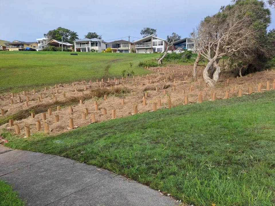 Rows of newly planted tree guards along a restored creek line on a grassy slope above a footpath