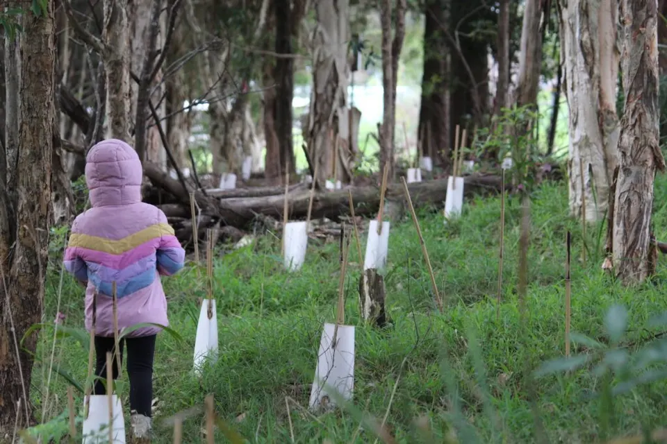 Child walking through a young planting of white tree guards in a paperbark forest