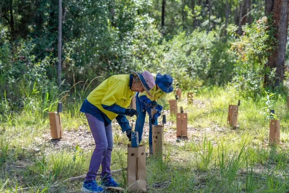 Two volunteers in hi-vis shirts and hats planting trees among cardboard guards at Queens Lake