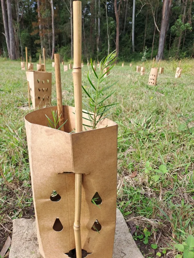 Young native tree seedling protected by a cardboard guard and bamboo stake on a planting site