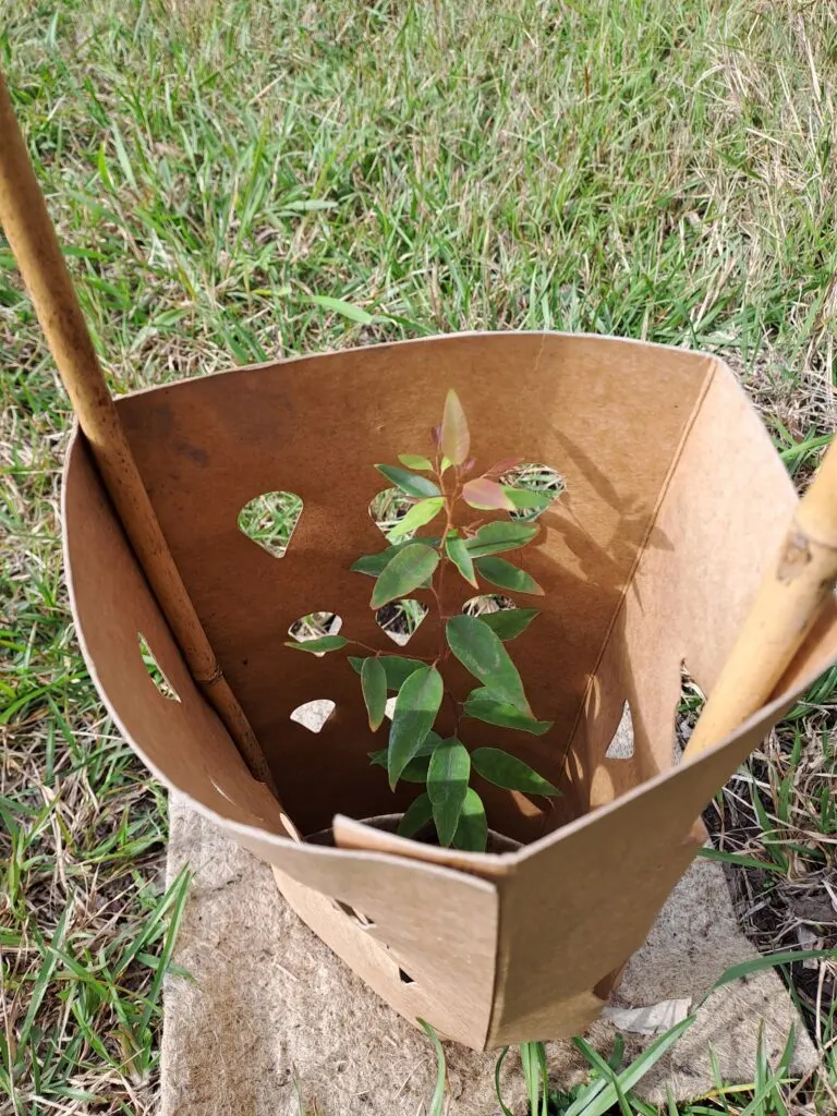 Native seedling growing inside a cardboard tree guard with a bamboo stake in grass
