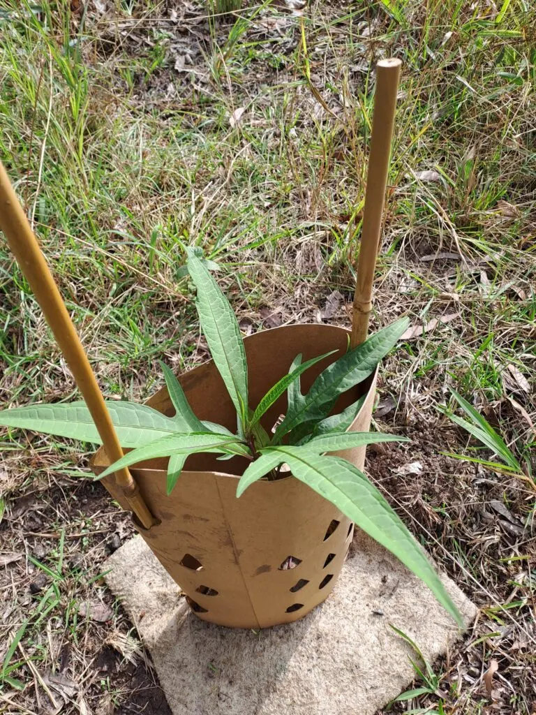 Grass-like native seedling in a cardboard tree guard with two bamboo stakes on a grassy slope
