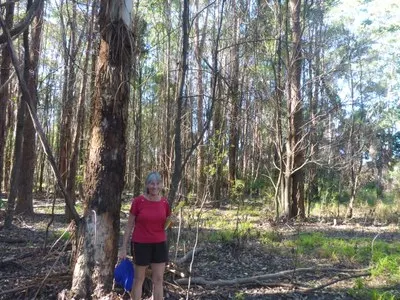 Woman in a red top standing beside a large scarred tree trunk in open eucalypt bushland
