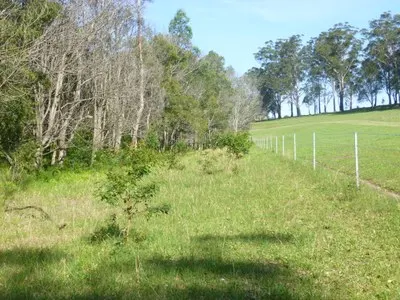 Fenced strip of young native trees beside green pasture with a eucalypt woodland behind