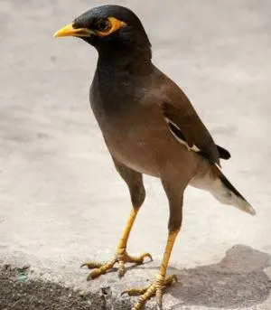 Indian myna standing on concrete, a black-headed bird with a yellow beak and eye patch and brown body