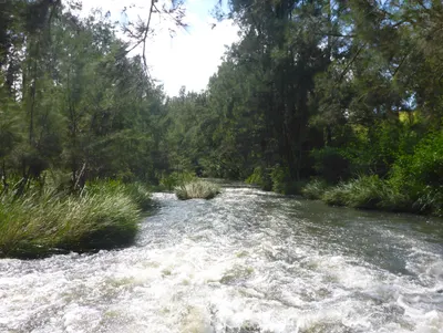Clear river flowing over small rapids between reeds and tall trees