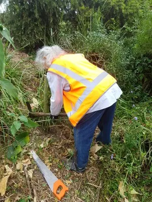Volunteer in a yellow hi-vis vest bending over with a pruning saw to cut weeds on a vegetated bank