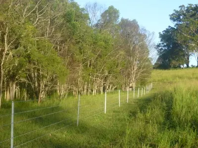 Fenced strip of regenerating native trees alongside a green grass paddock