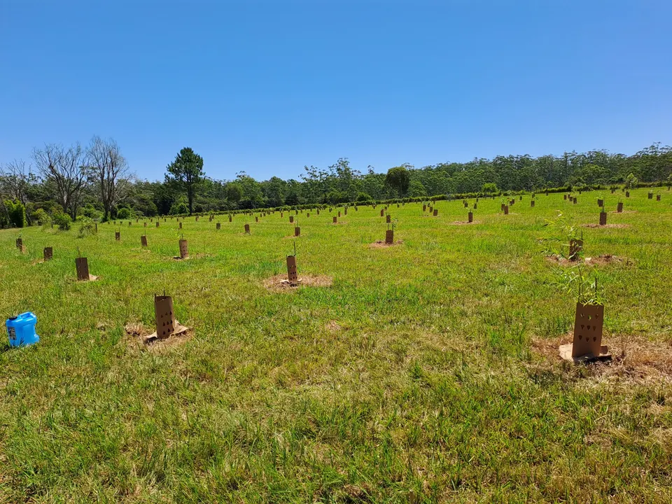 Koala Habitat Boost- 500 Trees Planted by Local Community! (2026)