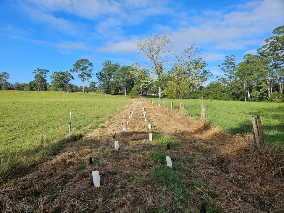 Landholders Linking Koala Core Habitat (2024)