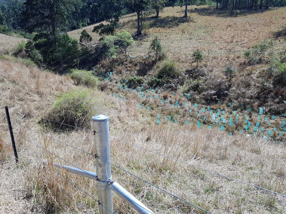 Increasing Biodiversity and Improving Water Quality on the Forbes River (2022-2023)