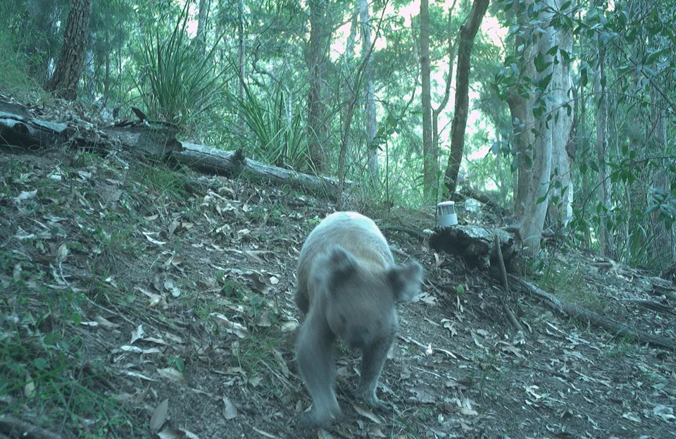 Supporting Landholders to Improve Koala Habitat (2022-2024)
