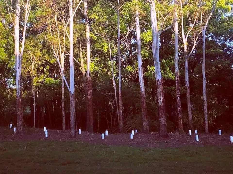 Post Fire Koala Habitat Recovery Program 2021