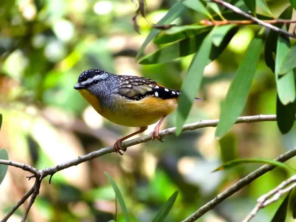Meet the Spotted Pardalote – Australia's Tiny Tree Dweller
