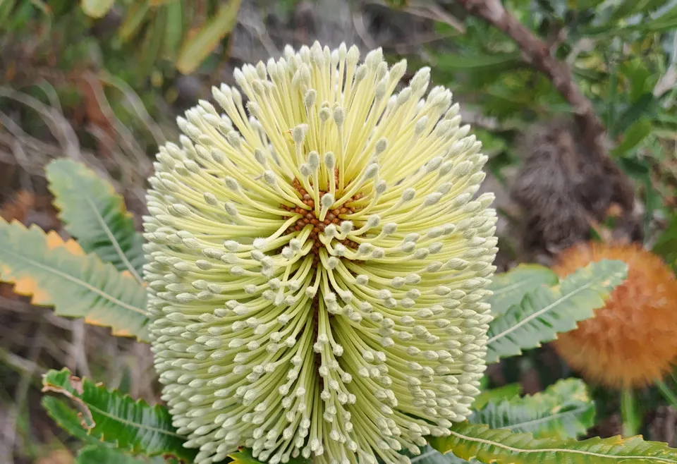 Banksia integrifolia: A Landcare Champion on the Coast