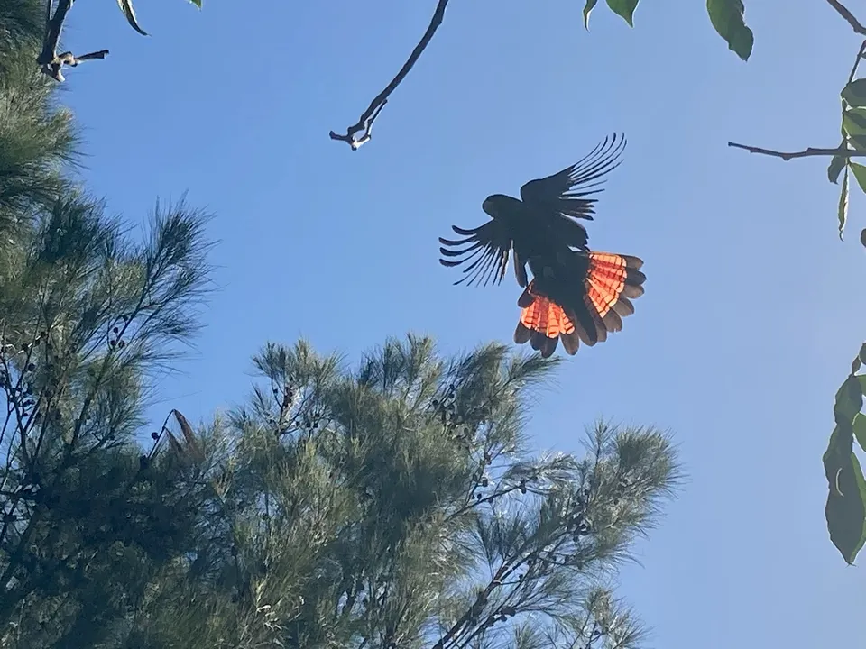 Glossy Black-Cockatoo Sightings!(2025)