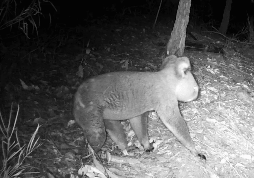 Koala Workshop