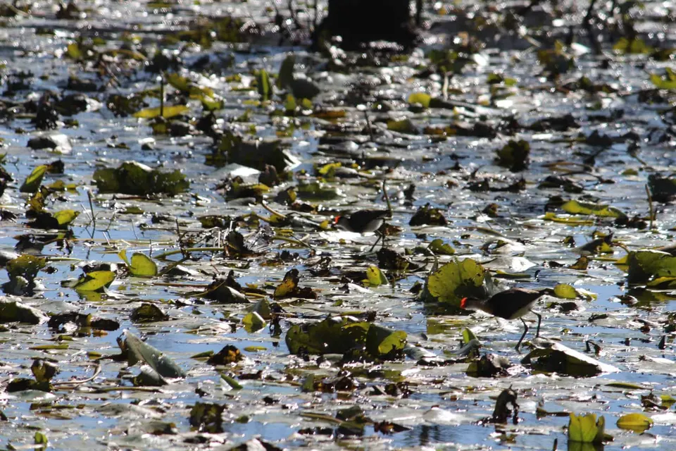 Farm Dams for Wildlife Workshop