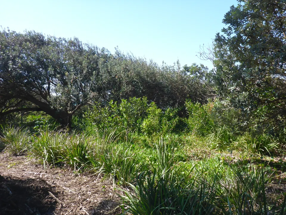 Lake Cathie Landcare Group Breathe Life into Coastal Wildlife Corridor