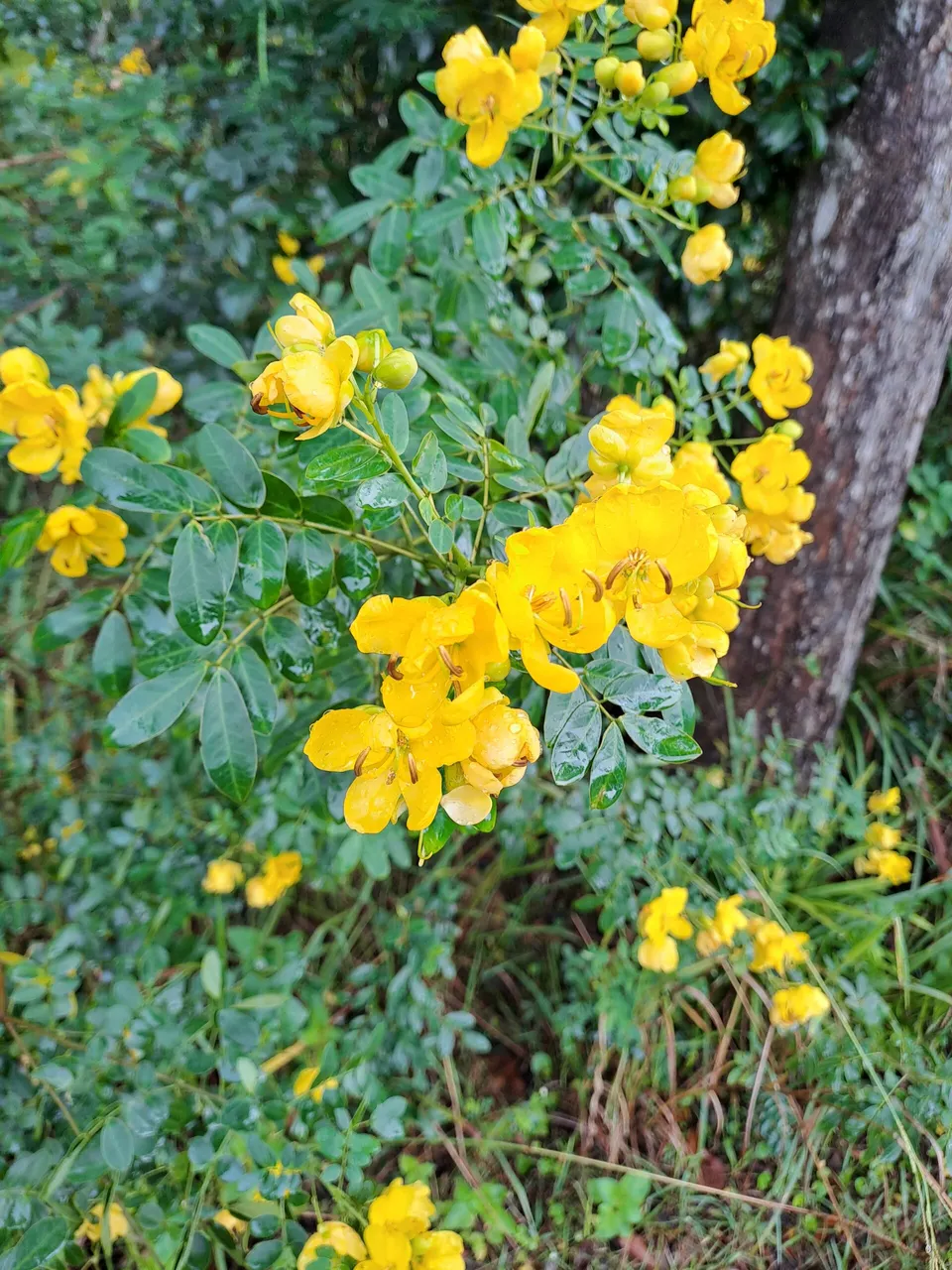 Senna