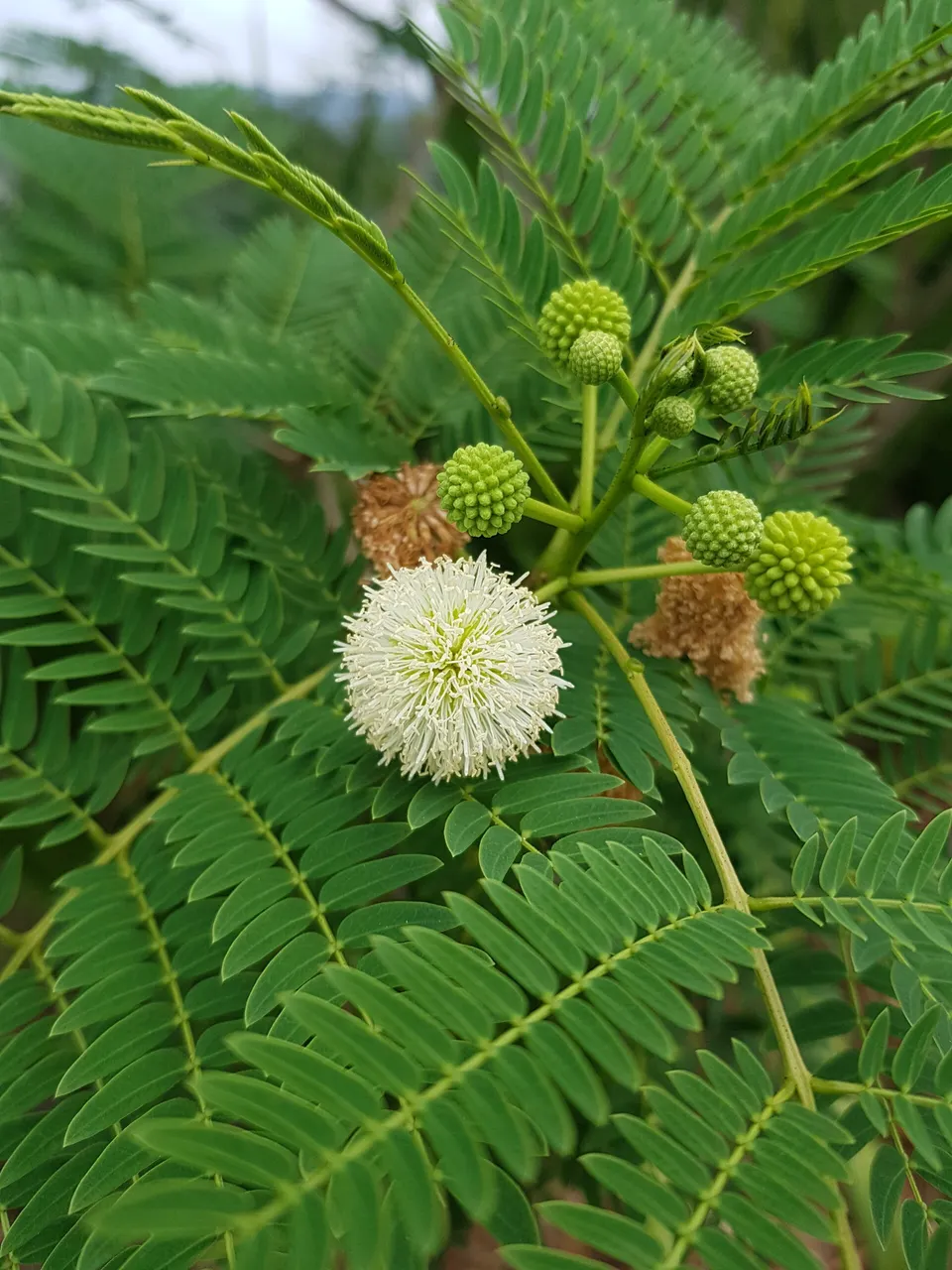 Coffee Bush