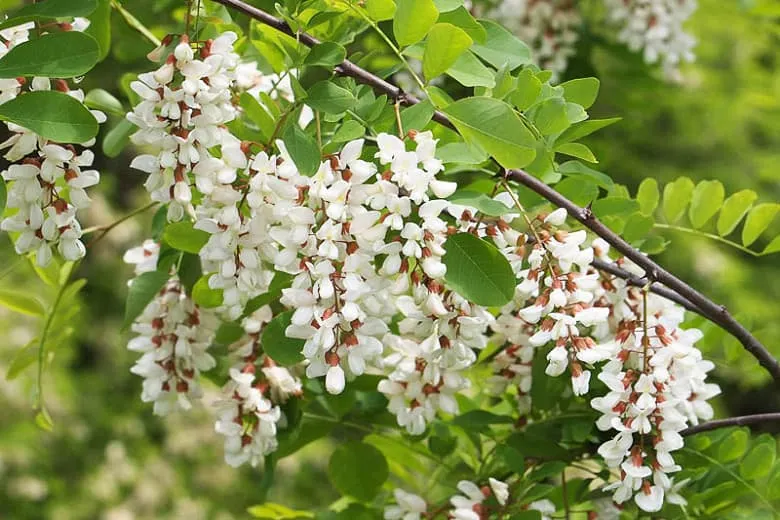 Black locust