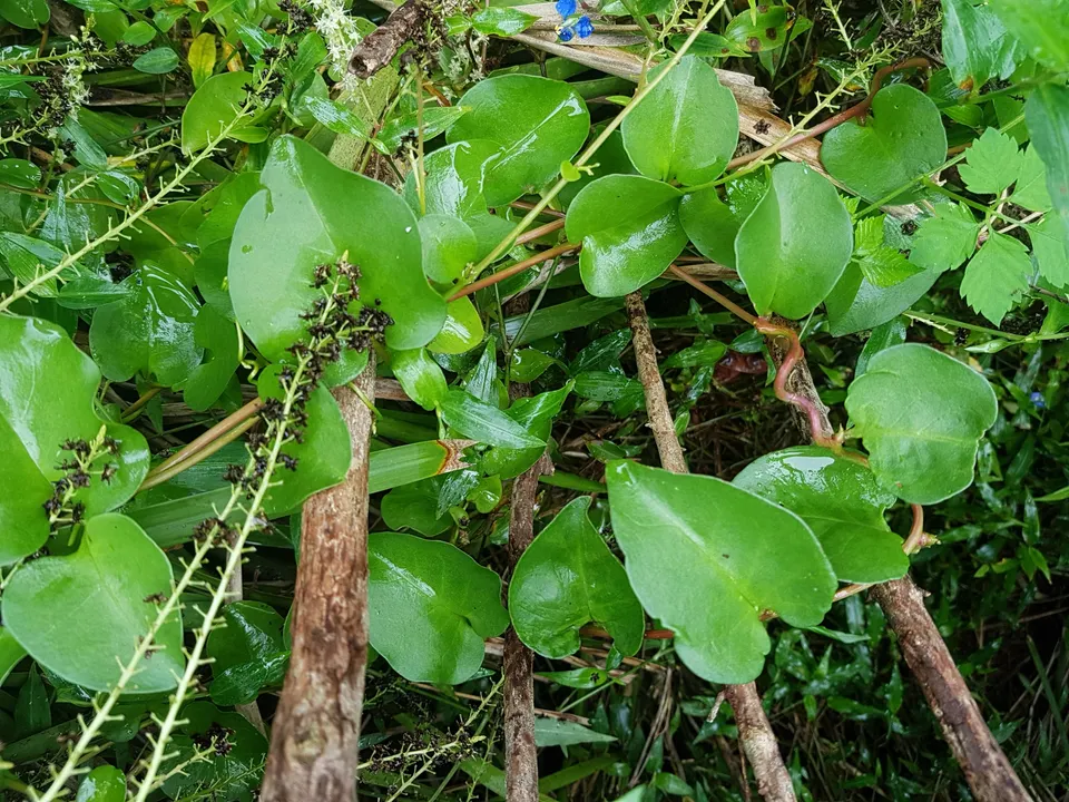 Madeira Vine