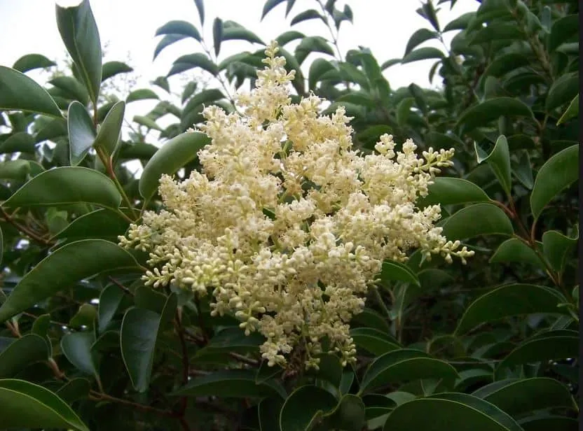 Large Leaf Privet